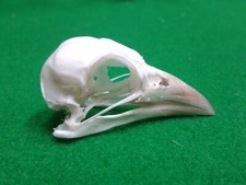 D'ARNAUD'S BARBET SKULL Exotic
