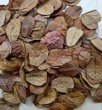 almond leaves 5-6'' catappa
