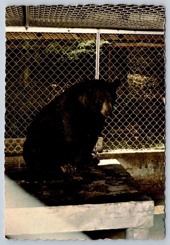 Black bear woolastook - bear,,