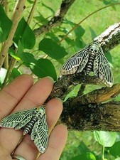 Deaths Head Hawk Moth Necklace