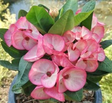SALE Euphorbia Milii PRECIOUS