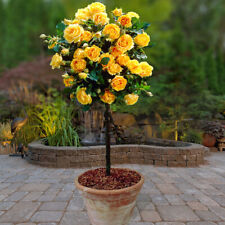 Pair of Yellow Rose Patio