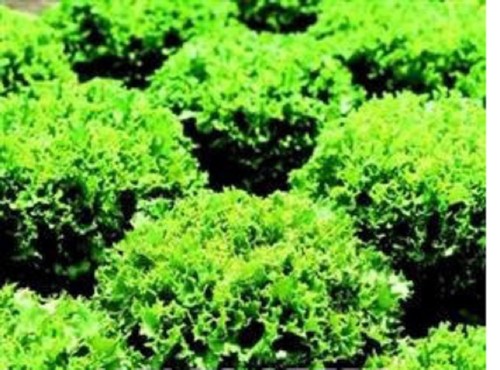 Lettuce curly mini - 5,