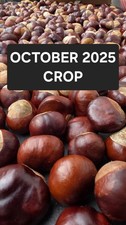 10x  Conkers Horse Chestnut Spider Repellent (Oct 2025 crop) Clean - Sent Fast