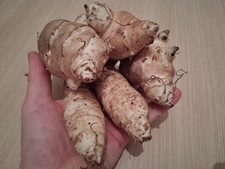Jerusalem Artichoke 3 x large