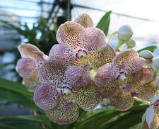 Rare Vanda Oranuch 38  orchid plant  FS , not in bloom