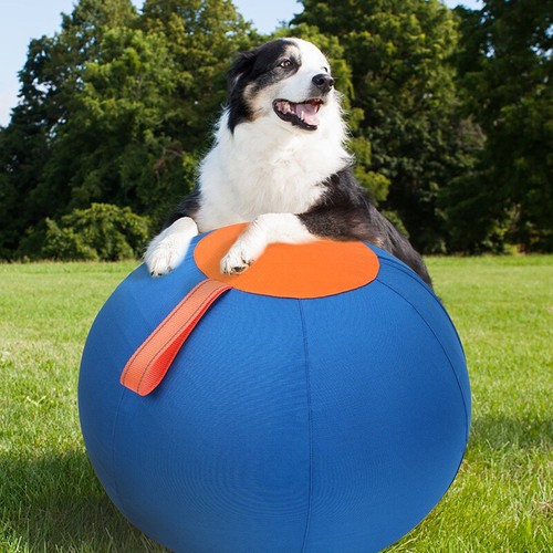 Dogs herding ball horse - dogs,
