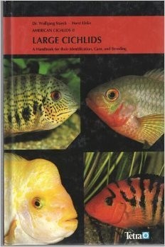 American cichlids large - american,