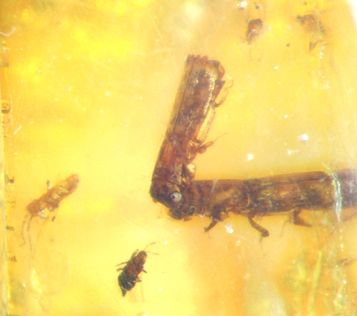 Pliocene amber kenya africa - amber,