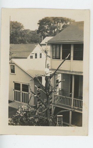 Vintage photo dad catalpa tree - vintage,