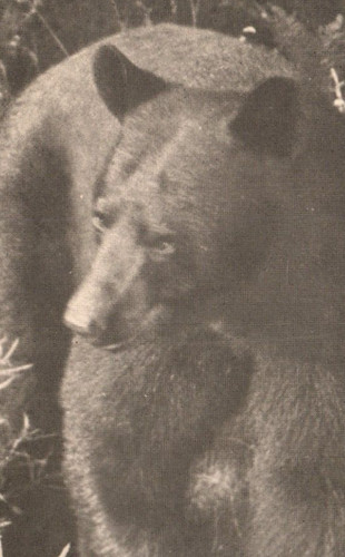 Bear bruces crossing michigan - bear,