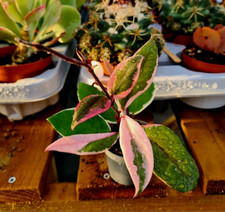 Hoya Carnosa Flamingo Dream | Fragrant variegated tropical vine waxflower plant