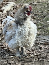 Frizzle x Turken x Barn Yard