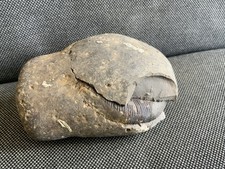 Pos/Neg Dactylioceras