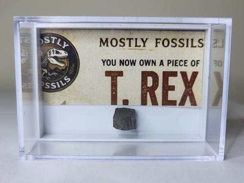 Small rex bone fragment in - small,
