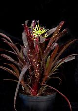 BROMELIAD BILLBERGIA "HALLELUJAH" GROWN IN CORNWALL UK