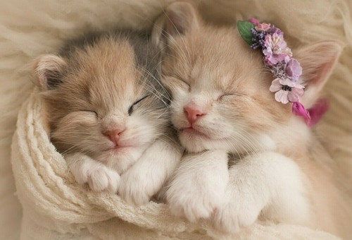 Cute kitten cat poster - cat, cc02