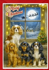 Cavalier King Charles Spaniel