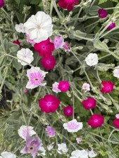 Lychnis coronaria  (Rose Campion) Mixed Pink and White. 1g (approx 2000) Seeds.