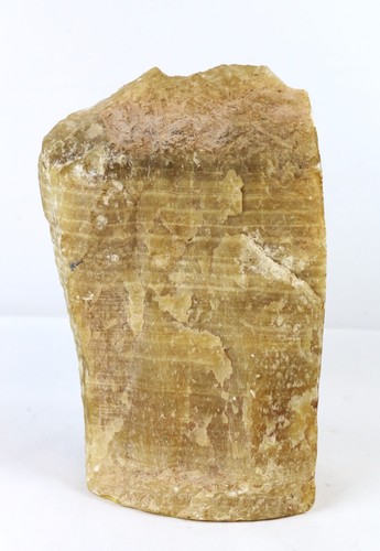 Petrified fossil wood - petrified,