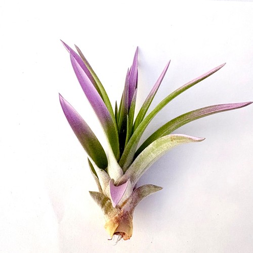 Air plant velutina lavender - air,