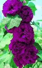 6 Hollyhock Chaters Double