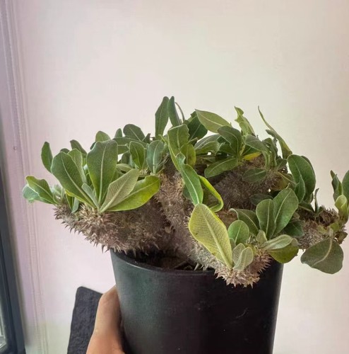 Canopy spread 20cm pachypodium - spread,