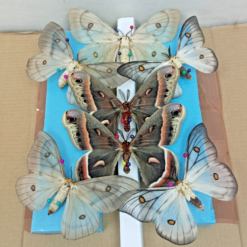 Hyalophora cecropia - hyalophora,