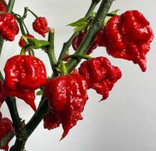 CAROLINA REAPER Super Hot Chilli Pepper  Fresh 10 Seeds 