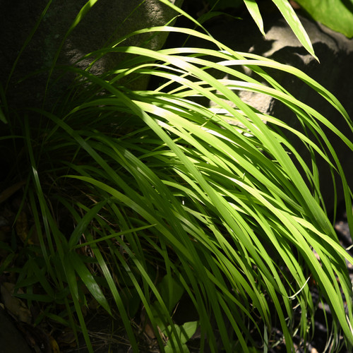 Large plant everillo carex - -,
