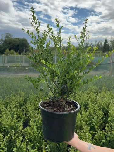 Xlarge ilex crenata - xlarge,