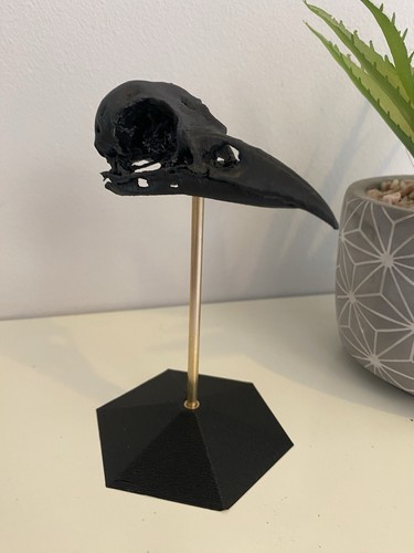 Replica carrion crow skull - replica,