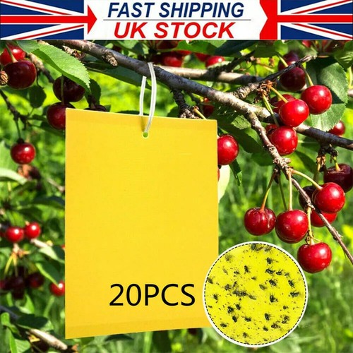 20pcs yellow sticky - 20pcs, fly
