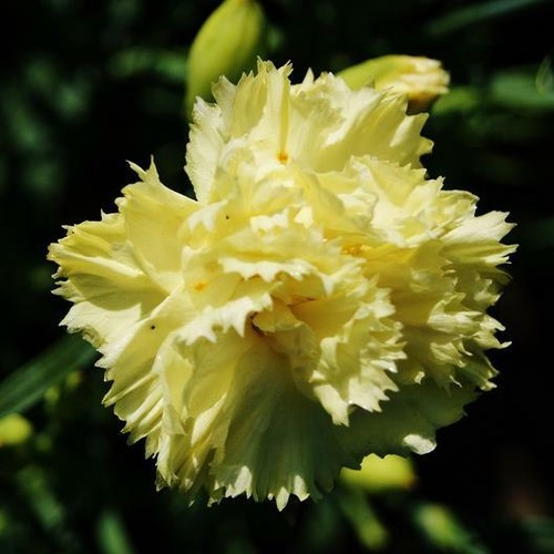 Carnation chabaut marine - 6x,