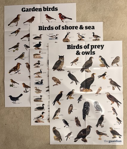 The guardian illustrated bird - the,