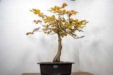 Bonsai  - Collected European Purple Beech -  # ZT1636