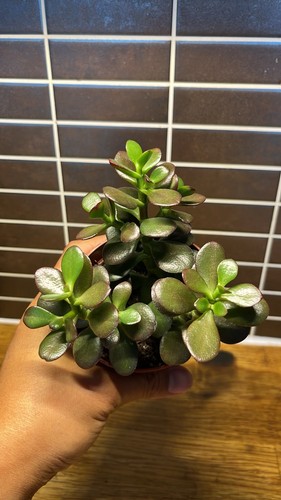 Crassula ovata minor plant - ovata, |