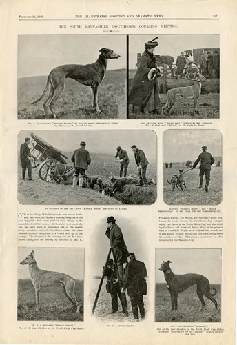 Greyhound south lancashire - greyhound,