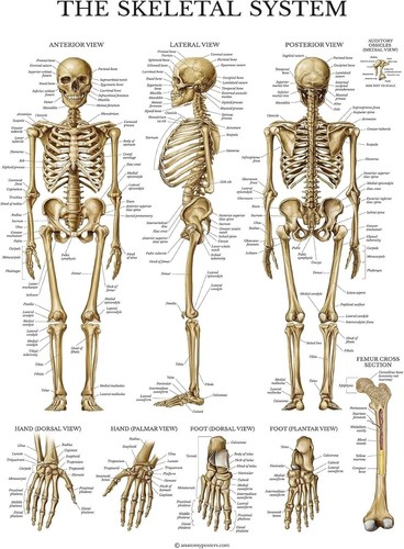 Human skeletal system - skeletal,