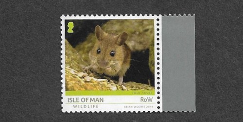 Field mouse nature - field,