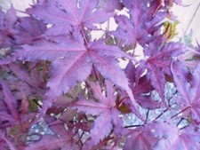 Purple Ghost Japanese Maple Bonsai Tree Seeds - Acer Palmatum - 200 Seeds