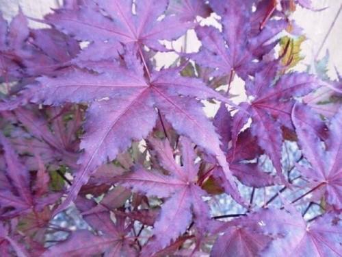 Purple ghost japanese - ghost,