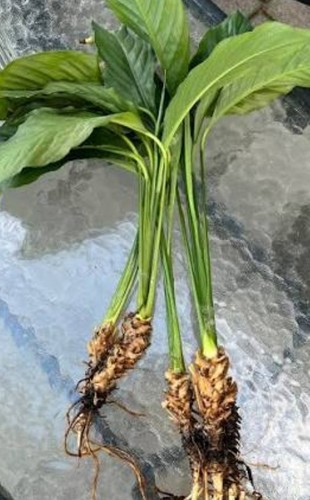 Peace lily spathiphyllum - 2x,