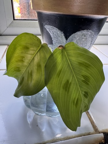 Maranta prayer plant - plant, potted