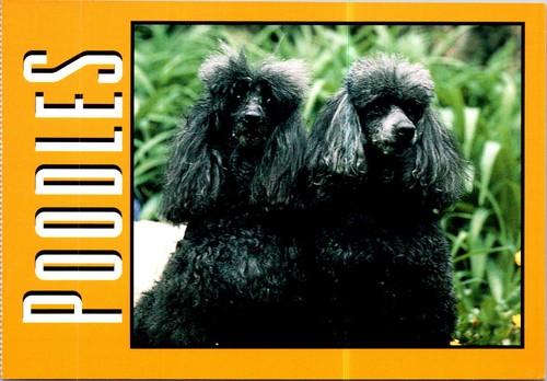 2025 dog - -,