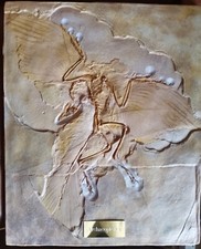 Full sized 'Archaeopteryx'