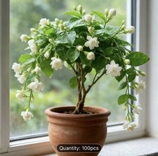 100pcs Jasmine Seeds Balcony