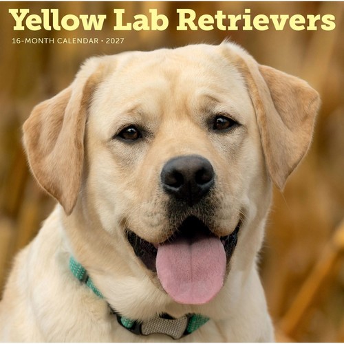 Yellow labrador retrievers - yellow,