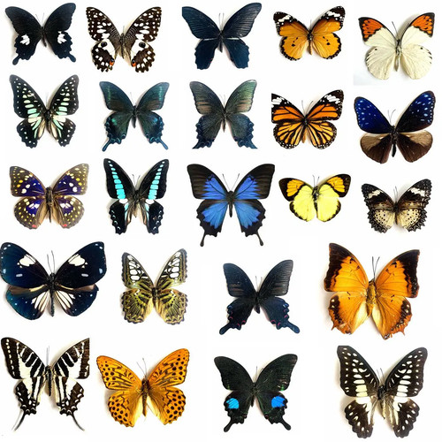 Pieces real unmounted - pieces,