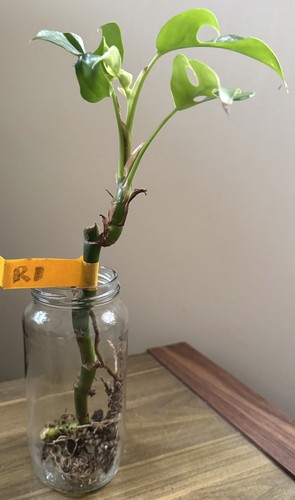Mini monstera plant - monstera,